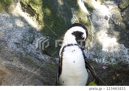 可愛いケープペンギン 123463831