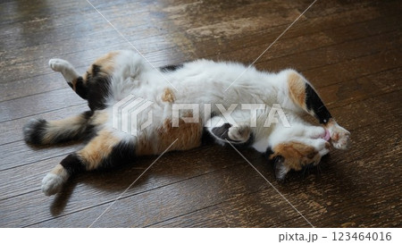 お腹を出してカメラ目線の桜猫 123464016