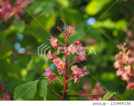 ベニバナトチノキ　ピンクの花 123464136