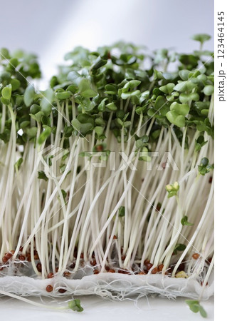栄養満点スーパーフードのブロッコリースプラウト 栄養満点スーパーフードのブロッコリースプラウト 123464145