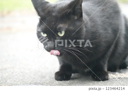 舌を出す黒猫 123464214