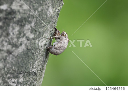 ニイニイゼミの抜け殻 ニイニイゼミの抜け殻 123464266