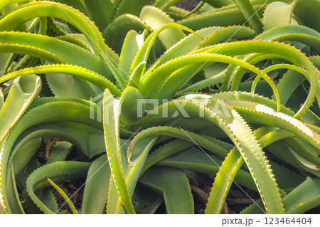 The Historical Botanical Garden La Concepcion in Malaga city at Andalusia, Spain, Europe. Close-up of vibrant green aloe vera plants, showcasing their thick, spiky leaves. 123464404