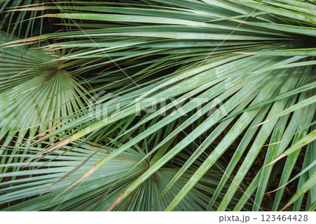 The Historical Botanical Garden La Concepcion in Malaga city at Andalusia, Spain, Europe. Close-up of lush, green palm fronds. Textured leaves create a natural, tropical backdrop. 123464428