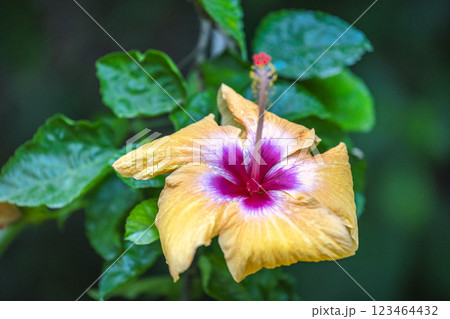 The Historical Botanical Garden La Concepcion in Malaga city at Andalusia, Spain, Europe. Close-up of a vibrant hibiscus flower with yellow and purple petals. The Historical Botanical Garden La Concepcion in Malaga city at Andalusia, Spain, Europe. Close-up of a vibrant hibiscus flower with yellow and purple petals. 123464432