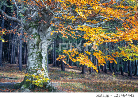Autumn landscape with beautiful colorful tree. Beskydy Mountains in Czech Republic, Europe. Autumn landscape with beautiful colorful tree. Beskydy Mountains in Czech Republic, Europe. 123464442
