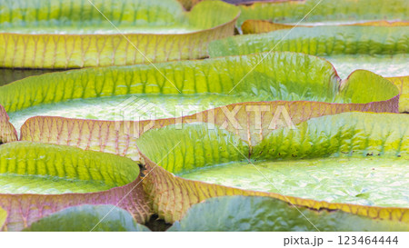 The Historical Botanical Garden La Concepcion in Malaga city at Andalusia, Spain, Europe. Close-up of vibrant green water lily pads, showcasing textures and patterns. Nature's beauty in detail. 123464444