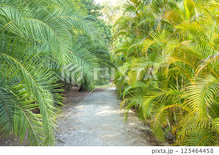 The Historical Botanical Garden La Concepcion in Malaga city at Andalusia, Spain, Europe. Pathway through lush palm trees, sunlight filtering through the leaves creating a serene atmosphere. The Historical Botanical Garden La Concepcion in Malaga city at Andalusia, Spain, Europe. Pathway through lush palm trees, sunlight filtering through the leaves creating a serene atmosphere. 123464458