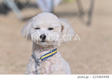 カメラ目線のトイプードル 123464499