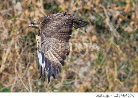 目の前を羽ばたきながら飛ぶノスリ 123464576