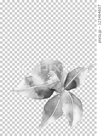 水彩で描いた一輪のモノトーン雪椿の水墨画風イラスト【手描き】白バック 透過背景 コピースペースあり 123464607