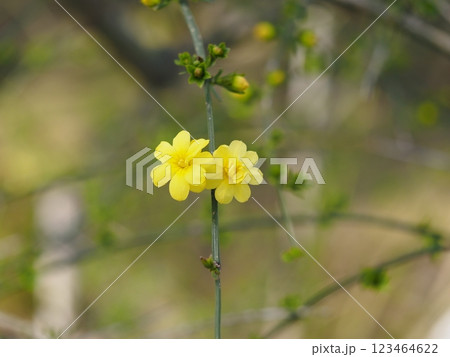 春の花 黄梅 春の花 黄梅 123464622