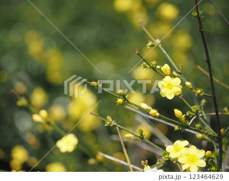 春の花 黄梅 春の花 黄梅 123464629