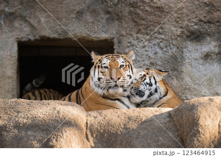 頬ずりするトラの親子 頬ずりするトラの親子 123464915