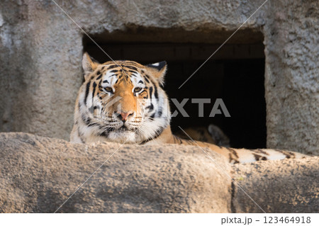 トラの正面頭部 123464918