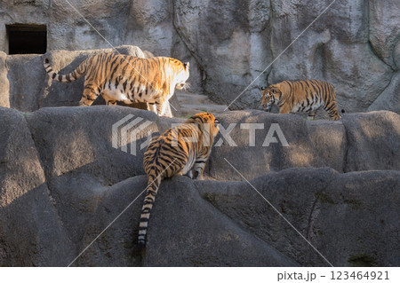 トラの親子の微妙な距離 トラの親子の微妙な距離 123464921