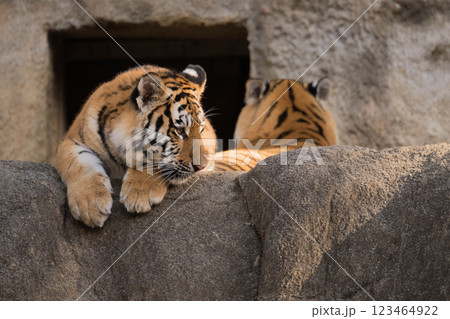 崖下を見るトラの子 崖下を見るトラの子 123464922