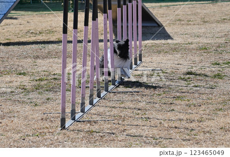 楽しそうに走るシェルティ　（シェットランドシープドッグ） 123465049