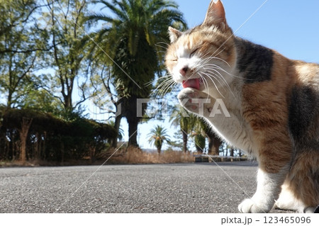 前足を舐める三毛猫 前足を舐める三毛猫 123465096