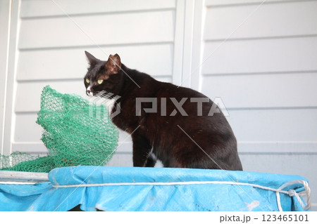 瀬戸内の島の猫 瀬戸内の島の猫 123465101