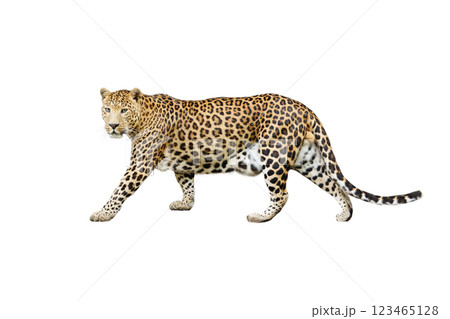 leopard isolated on white background 123465128