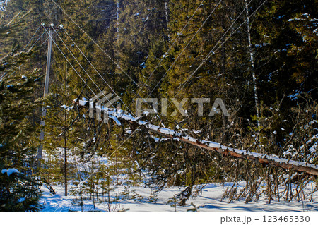 Downed tree stretches conductors from power transmission tower creating hazardous proximity to ground increasing potential for step potential arc flash in moist climate. 123465330