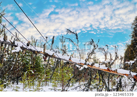 Fallen tree compromises conductors of high voltage transmission line in remote forested area, posing challenge for access and repair of critical power grid infrastructure. Fallen tree compromises conductors of high voltage transmission line in remote forested area, posing challenge for access and repair of critical power grid infrastructure. 123465339
