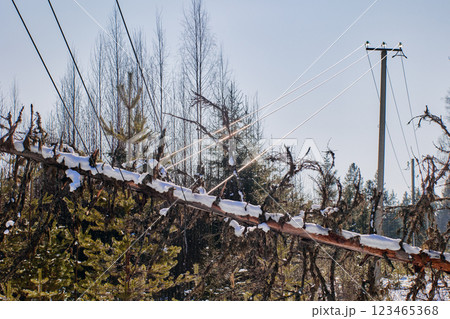 Rural electrical system disrupted tree failure brings high voltage wires down creating dangerous electrical field contact poses lethal hazard notify authorities immediately. Rural electrical system disrupted tree failure brings high voltage wires down creating dangerous electrical field contact poses lethal hazard notify authorities immediately. 123465368