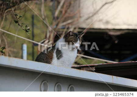 瀬戸内の島の猫 瀬戸内の島の猫 123465374