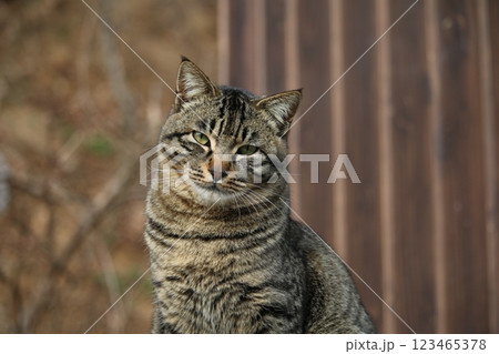 瀬戸内の島の猫 123465378