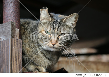 瀬戸内の島の猫 123465505