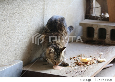 瀬戸内の島の猫 123465506