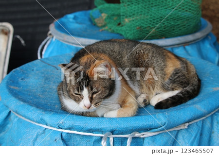 瀬戸内の島の猫 123465507