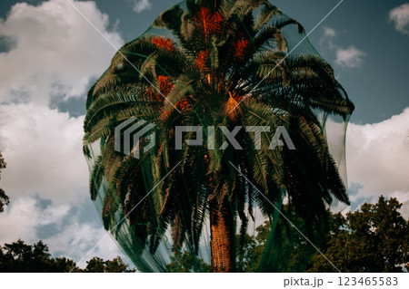 Protective green netting to protect the fruit on a date palm in the botanical garden. Tropical tree with green crown of foliage on against blue sky. 123465583