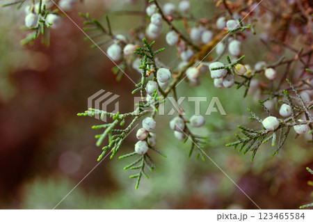 Juniper (Latin Juniperus) evergreen coniferous shrub brunches. Cypress family plant with blue fresh berries. Scopulorum tree is growing in wild forest 123465584