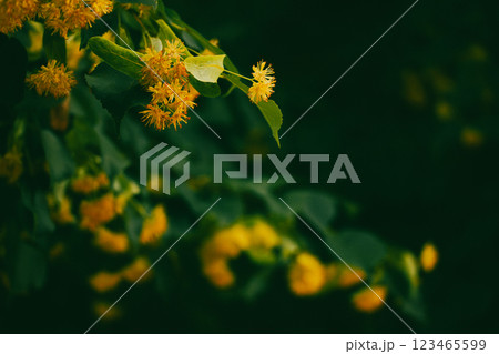 A branch of a linden tree with yellow small flowers with honey fragrance in a spring park. Deciduous flowering tree in April. Blooming tree twig.  123465599