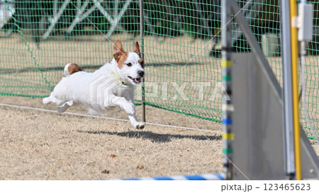 楽しそうに走るジャックラッセル 123465623