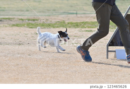 飼い主と楽しそうに走るジャックラッセル 飼い主と楽しそうに走るジャックラッセル 123465626