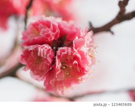 春の訪れを告げる梅の花 123465689