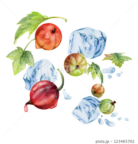 Currant gooseberry flying in water splash green leaves, ice cubes, dew drops, ripe garden berry juneberry casseille jostaberry. Isolated illustration hand drawn in watercolor. Craft drinks, grocery 123465702