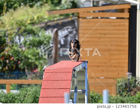 楽しそうに走るダックス　（カニンヘンダックス） 123465758