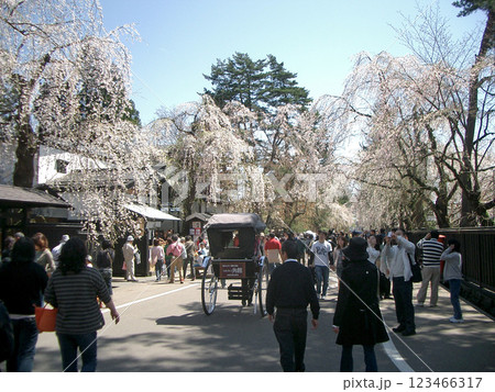 角館の武家屋敷通りの桜(秋田県仙北市) 角館の武家屋敷通りの桜(秋田県仙北市) 123466317