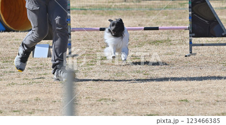 飼い主と笑顔で走るシェルティ　（シェットランドシープドッグ） 123466385