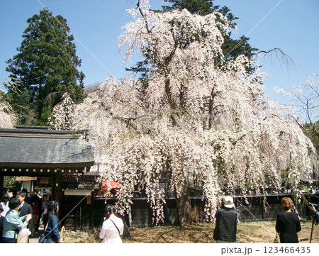 角館の武家屋敷通りの桜（秋田県仙北市） 123466435