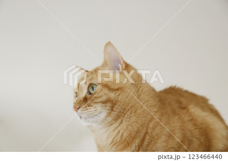 猫ちゃん親子の日常風景 猫ちゃん親子の日常風景 123466440