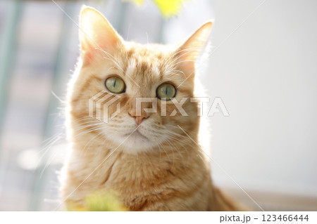 猫ちゃん親子の日常風景 123466444