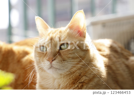 猫ちゃん親子の日常風景 猫ちゃん親子の日常風景 123466453