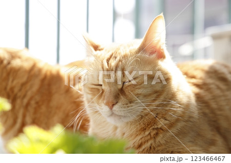 猫ちゃん親子の日常風景 123466467