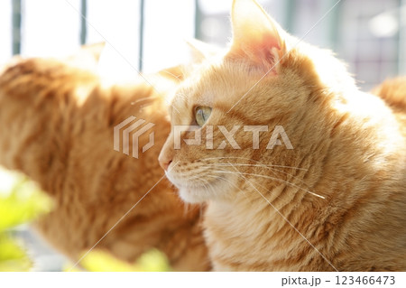猫ちゃん親子の日常風景 猫ちゃん親子の日常風景 123466473