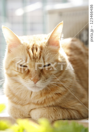 猫ちゃん親子の日常風景 123466486